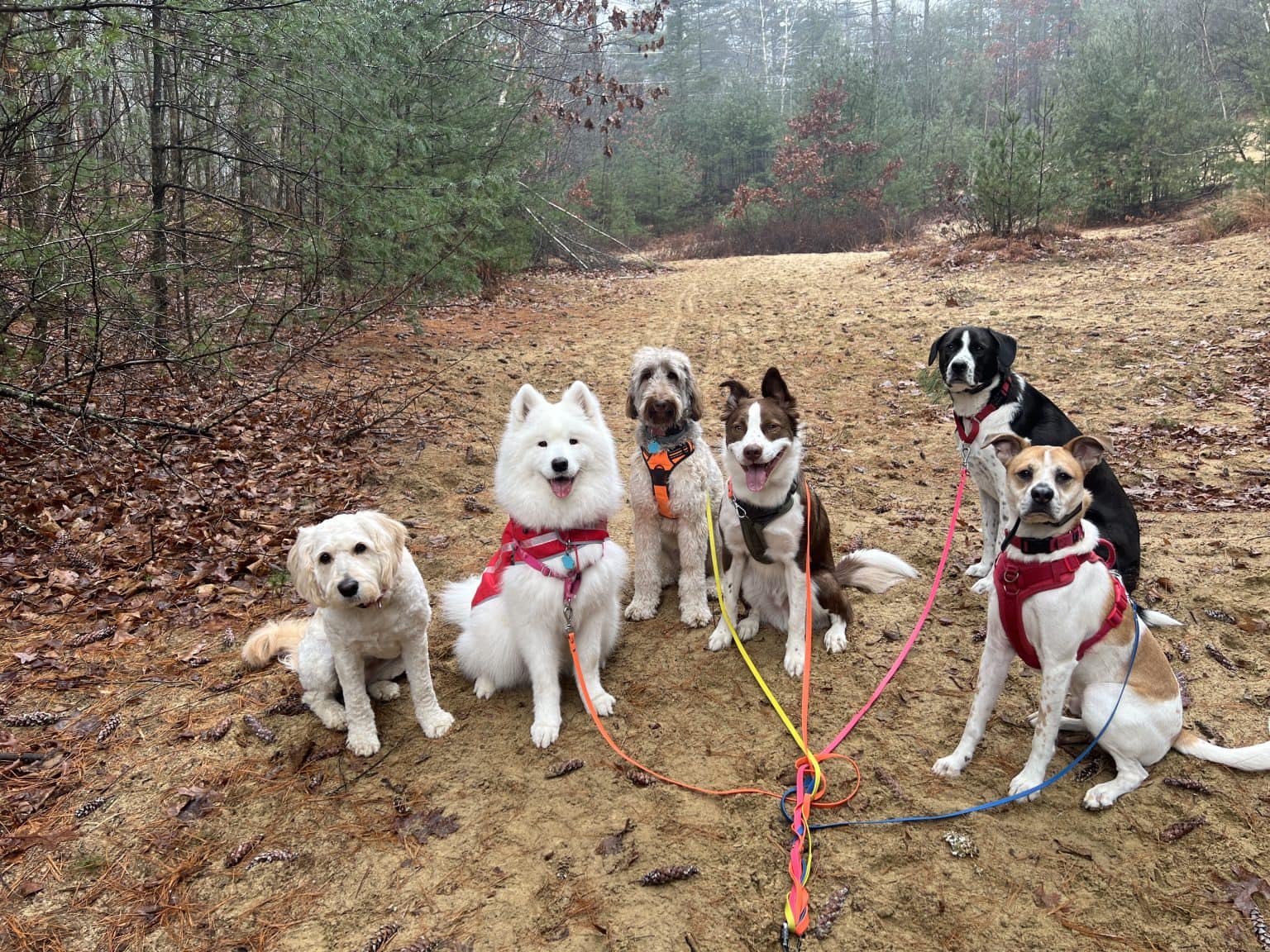 A pack of six dogs sitting together on a New Hampshire trail during an adventure walk