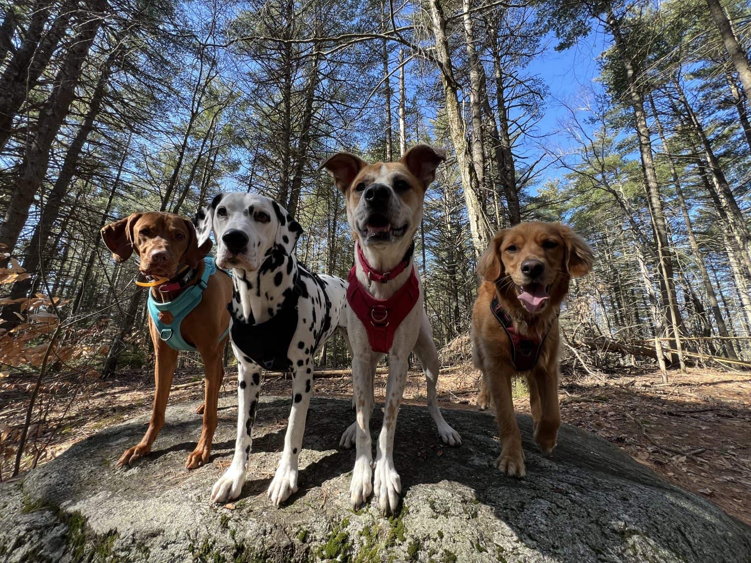 Wag & Wheels — four dogs on an adventure walk in the New Hampshire woods