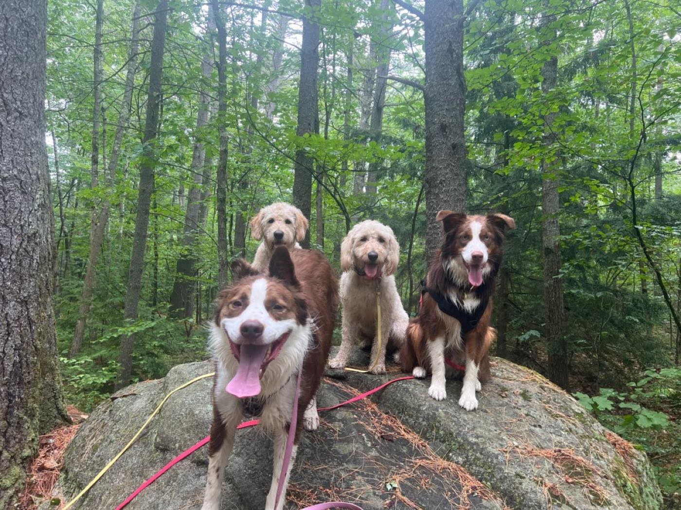 Four happy dogs sitting together on a boulder during a Wag & Wheels adventure walk