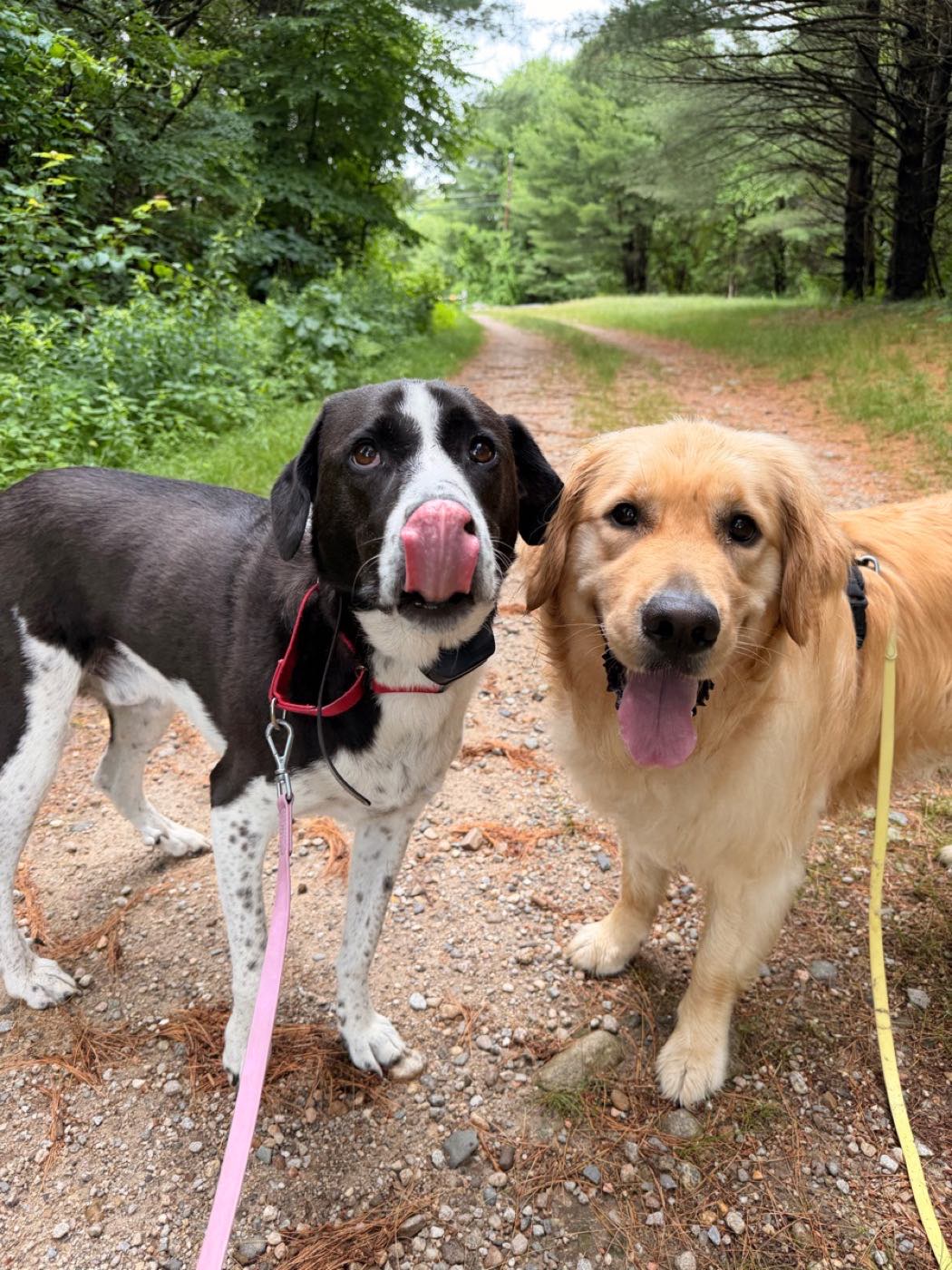 A pointer and a golden retriever on a New Hampshire trail walk