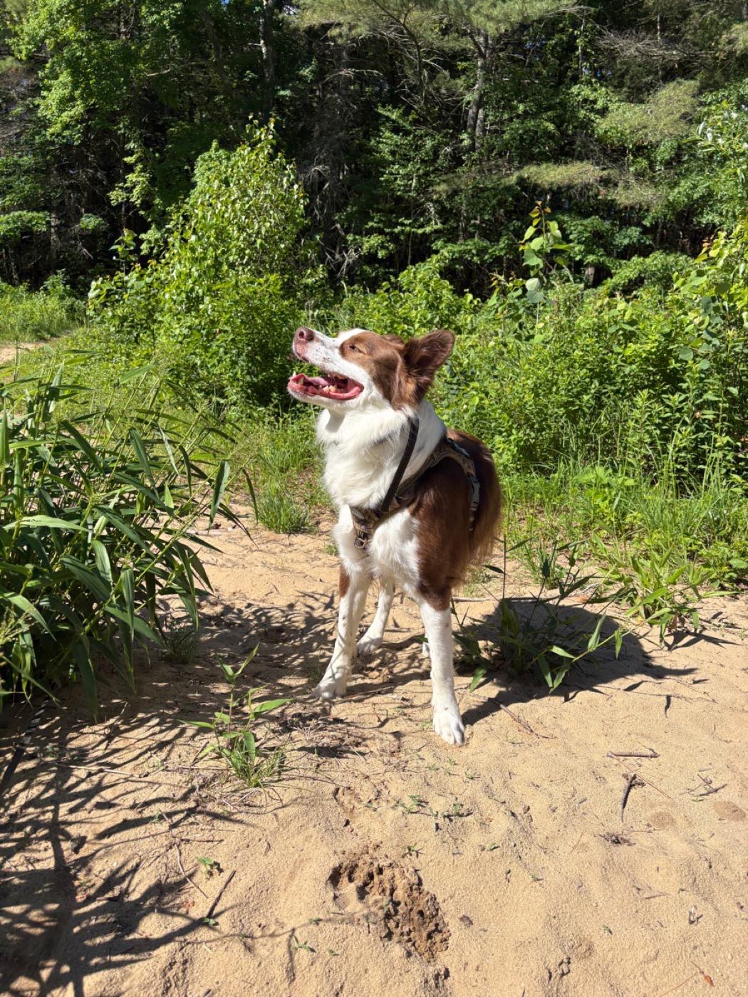 A border collie out exploring a sandy New Hampshire trail