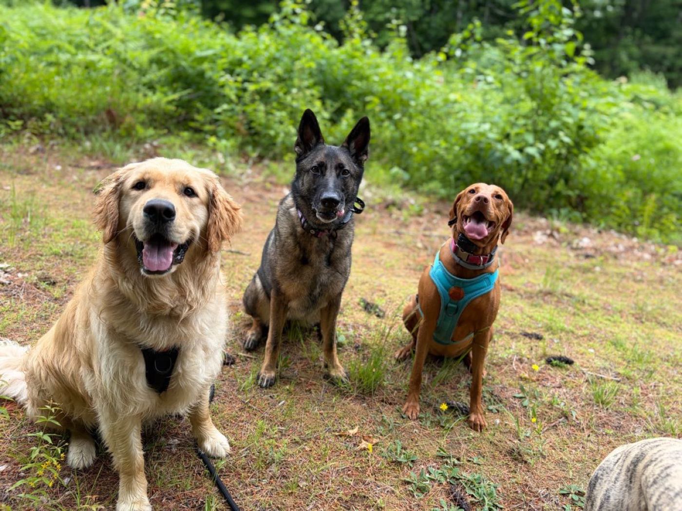 A golden retriever, shepherd and vizsla sitting together on a wooded trail