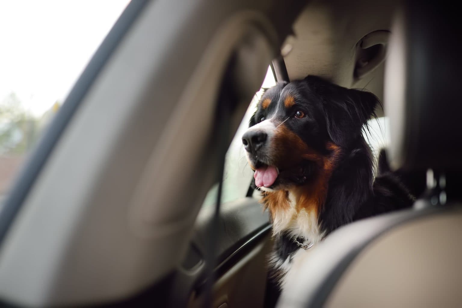 A big dog riding safely in the back of a Wag & Wheels vehicle
