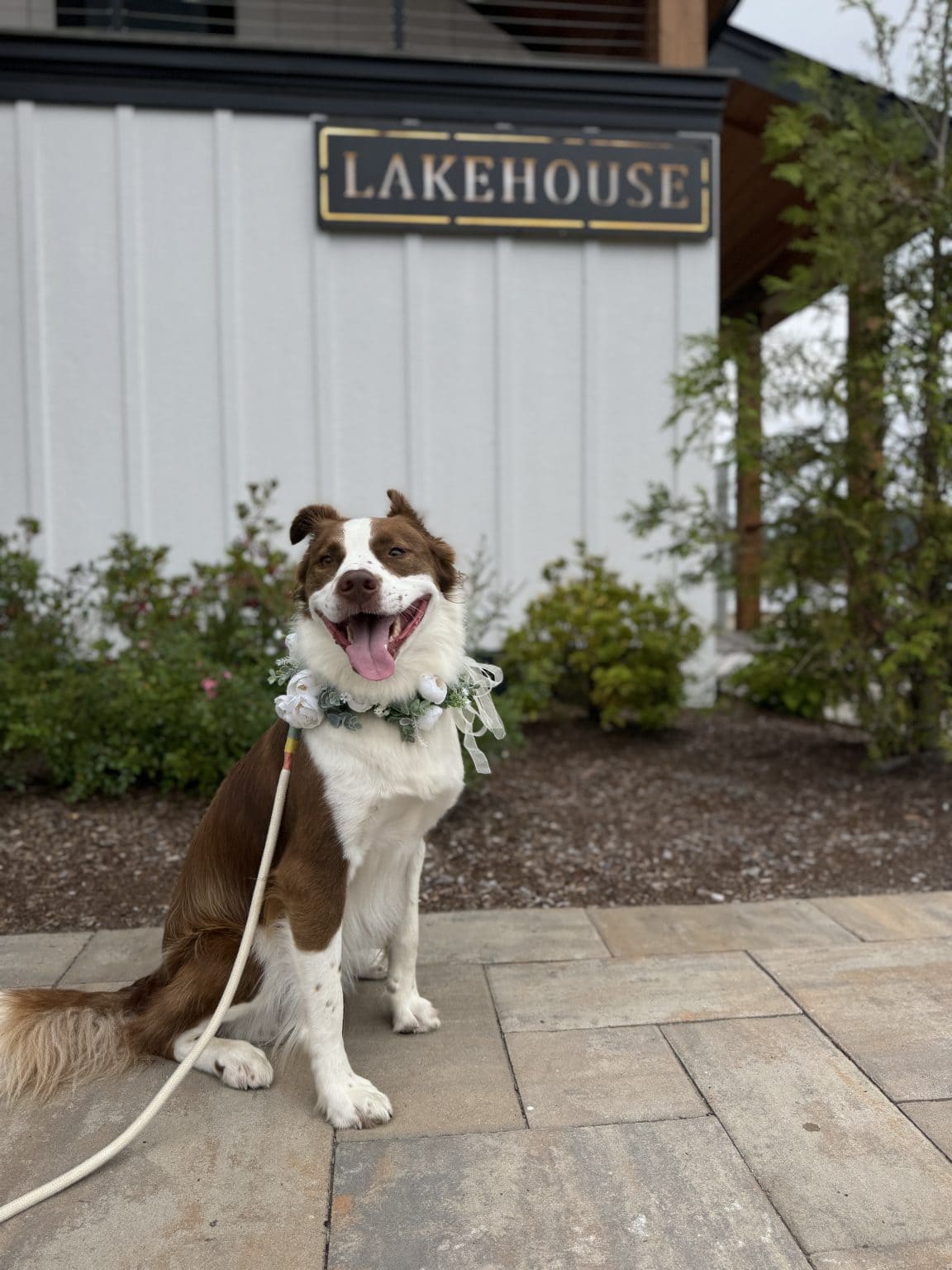 A border collie dressed for a wedding day
