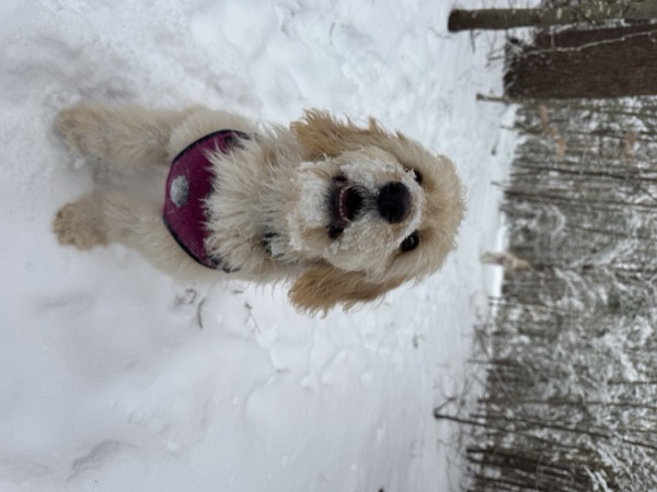 Willow