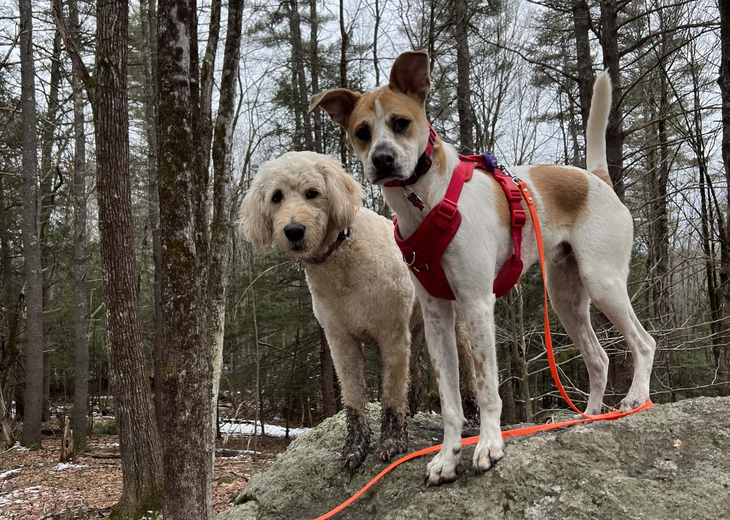 WAG & WHEELS PHOTOGRAPHY