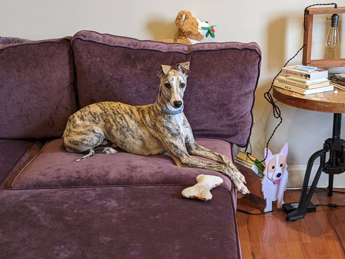 Pet Sitting Wag n Wheels