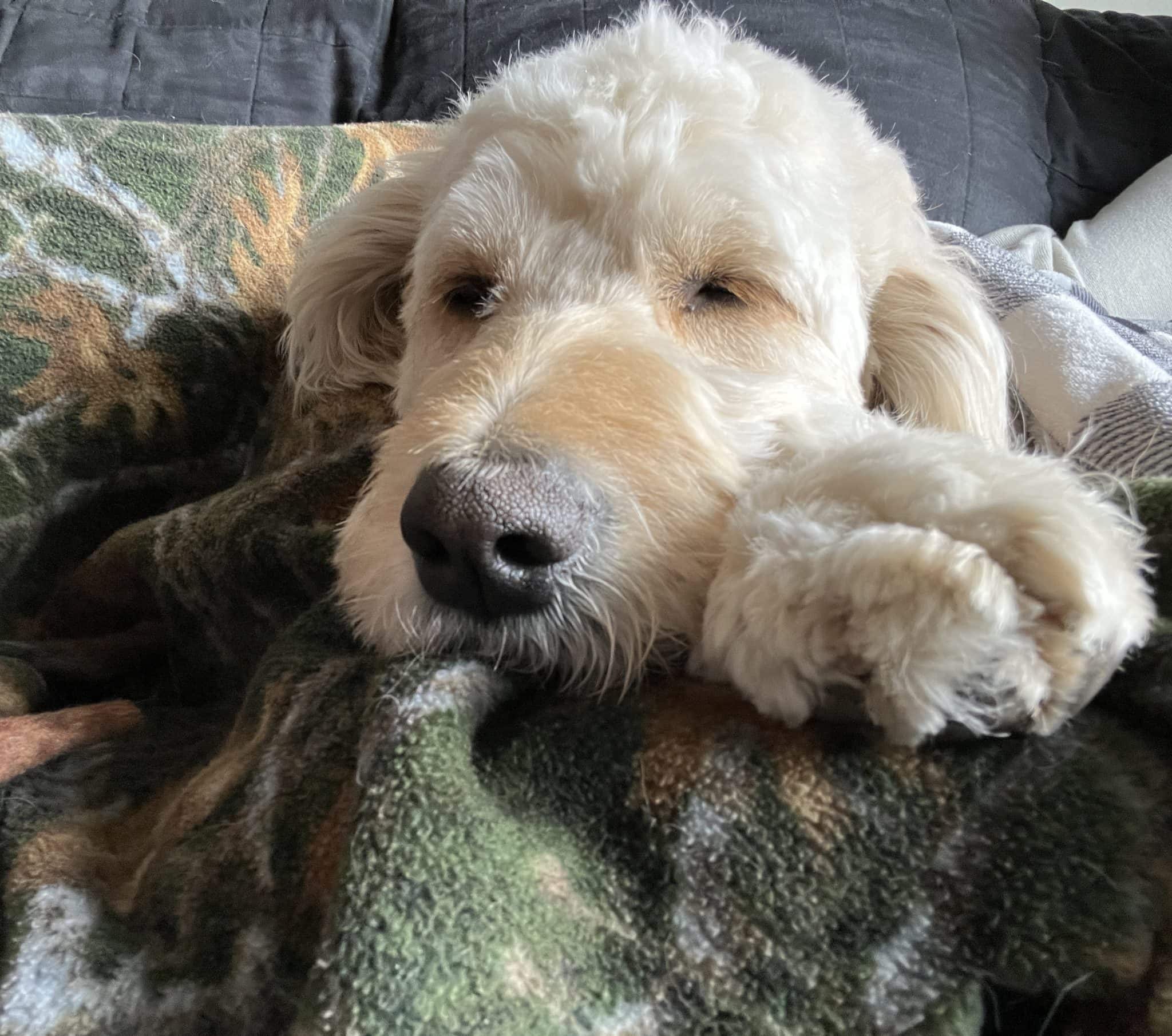 Pet Sitting Wag & Wheels